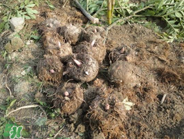 魔芋什么時候種植？魔芋怎么種植技術(shù)？