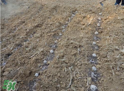 魔芋什么時候種植？魔芋怎么種植技術(shù)？