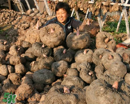 魔芋什么時候種植？魔芋怎么種植技術(shù)？