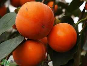 柿子什么季節(jié)成熟？柿子什么時候吃最好？