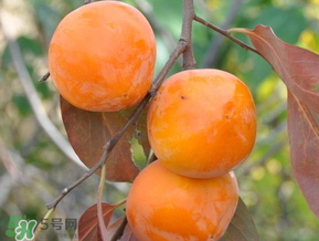 柿子什么季節(jié)成熟？柿子什么時候吃最好？