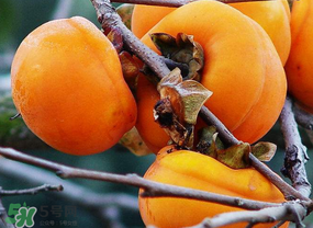 柿子什么季節(jié)成熟？柿子什么時候吃最好？