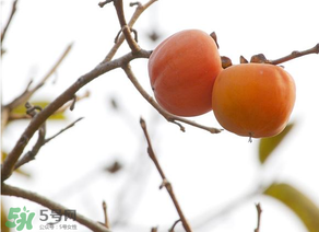 柿子為什么會(huì)澀？柿子怎么吃不澀？