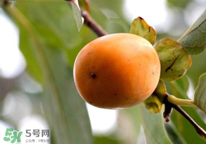 柿子為什么會(huì)澀？柿子怎么吃不澀？