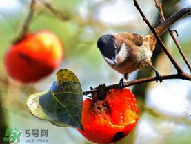 柿子為什么會(huì)黑？柿子為什么凍完發(fā)黑？