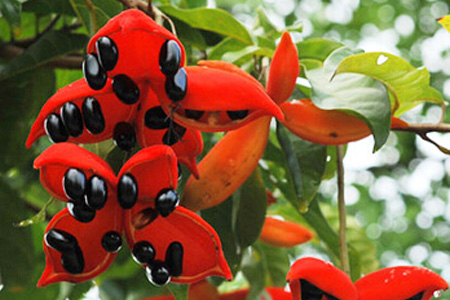 蘋婆的營養(yǎng)價值 蘋婆的功效與作用