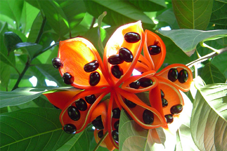 蘋婆的營養(yǎng)價值 蘋婆的功效與作用