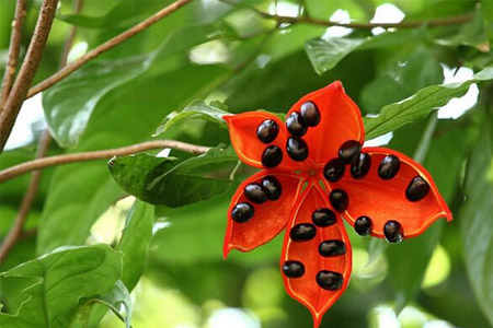 蘋婆的營養(yǎng)價值 蘋婆的功效與作用