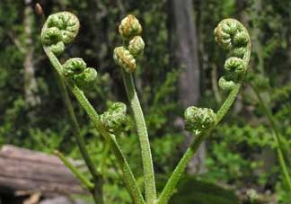 野生蕨菜多少錢一斤？蕨菜多少錢一斤？