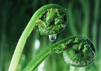 吃蕨菜會過敏嗎？皮膚過敏能吃蕨菜嗎？