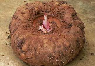 魔芋什么人不能吃？魔芋哪些人不能吃？