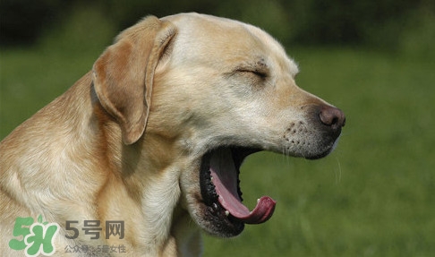 打哈欠會(huì)傳染嗎？打哈欠會(huì)不會(huì)傳染