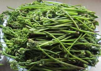 吃蕨菜有什么好處？吃蕨菜的好處