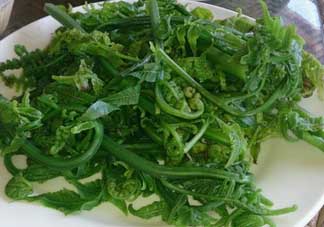 蕨菜是發(fā)物嗎？蕨菜是不是發(fā)物嗎？
