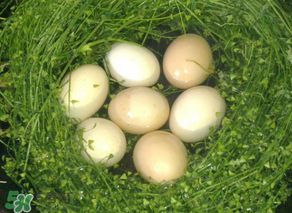 薺菜怎么煮雞蛋？薺菜煮雞蛋的功效