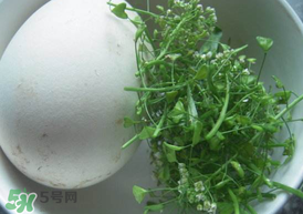 薺菜煮鵝蛋治高血壓嗎？薺菜煮鵝蛋的功效