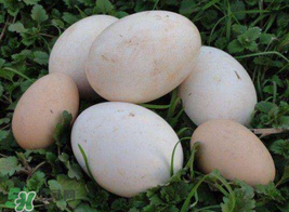 薺菜煮鵝蛋治高血壓嗎？薺菜煮鵝蛋的功效