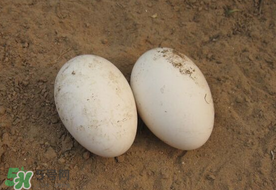 薺菜煮鵝蛋治高血壓嗎？薺菜煮鵝蛋的功效