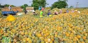 怎么挑菠蘿？如何挑選好吃的菠蘿