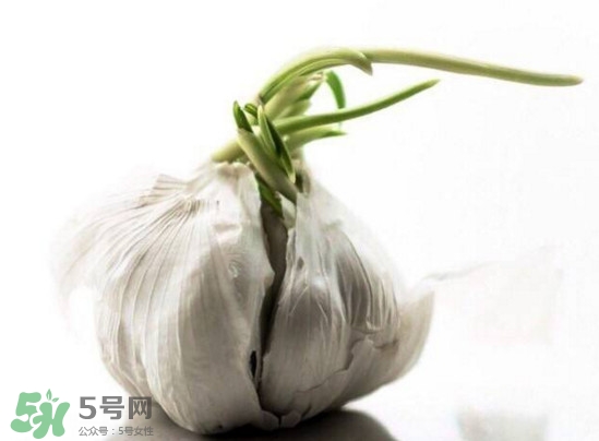 發(fā)芽的大蒜能吃嗎？發(fā)芽的大蒜能不能吃