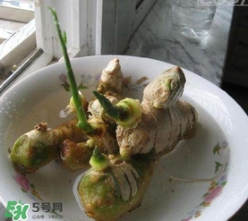 生姜發(fā)芽了能吃嗎？生姜發(fā)芽了能不能吃