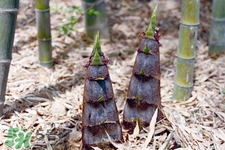 吃春筍對(duì)身體好嗎？吃春筍有什么好處？