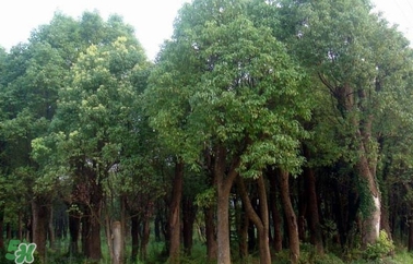 香樟樹的香味有害嗎？香樟樹的香味有沒有害