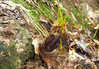 春筍不能和什么同吃？春筍不能和什么一起吃？