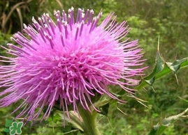 刺兒菜的營養(yǎng)價(jià)值_刺兒菜的功效與作用及食用方法 刺兒菜的營養(yǎng)價(jià)值_刺兒菜的功效與作用及食用方法