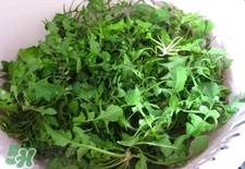 護生草的營養(yǎng)價值_護生草的功效與作用及食用方法 護生草的營養(yǎng)價值_護生草的功效與作用及食用方法