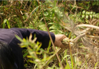 3月份有春筍吃嗎？三月份可以吃春筍嗎？