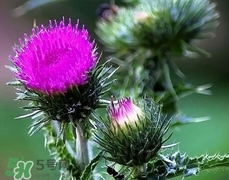 刺兒菜怎么吃?刺兒菜怎么吃對肝好?刺兒菜的吃法 刺兒菜怎么吃?刺兒菜怎么吃對肝好?刺兒菜的吃法