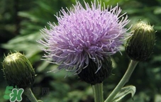 刺兒菜怎么吃?刺兒菜怎么吃對肝好?刺兒菜的吃法 刺兒菜怎么吃?刺兒菜怎么吃對肝好?刺兒菜的吃法