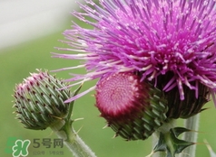 刺兒菜怎么吃?刺兒菜怎么吃對肝好?刺兒菜的吃法 刺兒菜怎么吃?刺兒菜怎么吃對肝好?刺兒菜的吃法