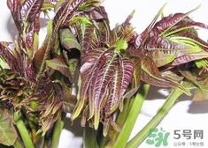 香椿芽的營養(yǎng)價值_香椿芽的功效與作用及食用方法 香椿芽的營養(yǎng)價值_香椿芽的功效與作用及食用方法