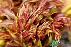 香椿芽的營養(yǎng)價值_香椿芽的功效與作用及食用方法 香椿芽的營養(yǎng)價值_香椿芽的功效與作用及食用方法