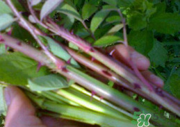 刺苔怎么吃 刺苔有什么功效 刺苔怎么吃 刺苔有什么功效