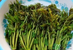 香椿芽怎么腌制好吃?香椿芽的腌制方法 香椿芽怎么腌制好吃?香椿芽的腌制方法