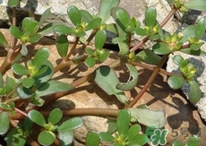 螞蟻菜的營養(yǎng)價值_螞蟻菜的功效與作用及食用方法 螞蟻菜的營養(yǎng)價值_螞蟻菜的功效與作用及食用方法