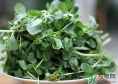 螞蟻菜的營養(yǎng)價值_螞蟻菜的功效與作用及食用方法 螞蟻菜的營養(yǎng)價值_螞蟻菜的功效與作用及食用方法