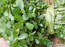 螞蟻菜的營養(yǎng)價值_螞蟻菜的功效與作用及食用方法 螞蟻菜的營養(yǎng)價值_螞蟻菜的功效與作用及食用方法