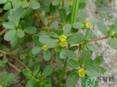 螞蟻菜的營養(yǎng)價值_螞蟻菜的功效與作用及食用方法 螞蟻菜的營養(yǎng)價值_螞蟻菜的功效與作用及食用方法