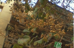 梧桐子怎么吃？梧桐子作用功效