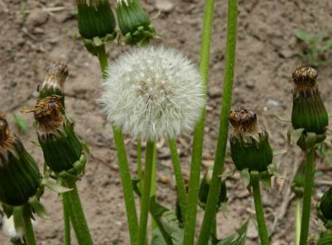 蒲公英葉子怎么吃？蒲公英葉子能吃嗎