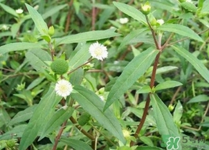 蒲公英的根和葉哪個好？蒲公英葉和根的功效