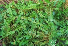 菱角菜的營(yíng)養(yǎng)價(jià)值_菱角菜的功效與作用及食用方法 菱角菜的營(yíng)養(yǎng)價(jià)值_菱角菜的功效與作用及食用方法