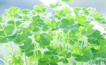 酢漿草怎么讀？酢漿草與三葉草的區(qū)別