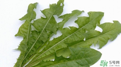 蒲公英的根和葉哪個好？蒲公英葉和根的功效