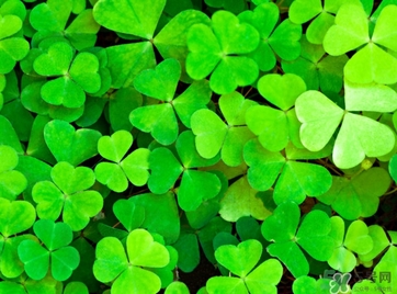 酢漿草怎么讀？酢漿草與三葉草的區(qū)別