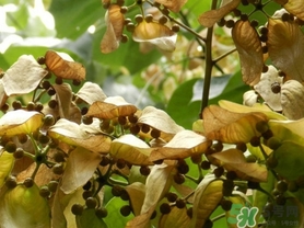 梧桐子怎么吃？梧桐子作用功效